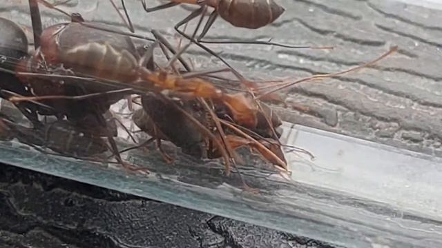 Camponotus angusticollis (China) 16.09.2021 смотреть онлайн