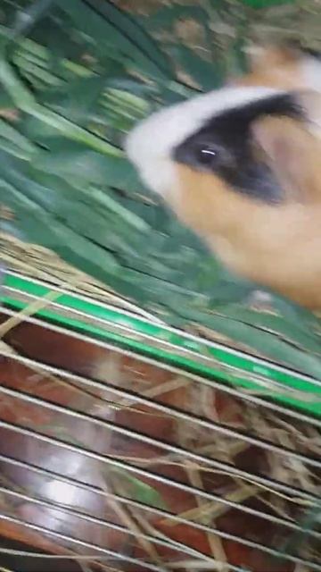 натур продукт лучше корма смотреть онлайн