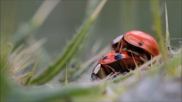 ladybug make love смотреть онлайн
