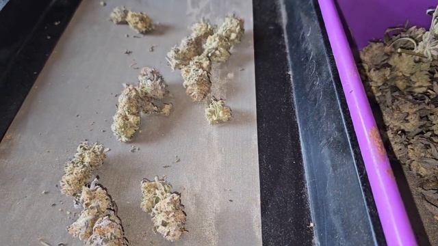 Harvest And Dry Weight For The Spiderfarmer 3x3 Tent SE-5000 & 4 Puft Puft GAS смотреть онлайн