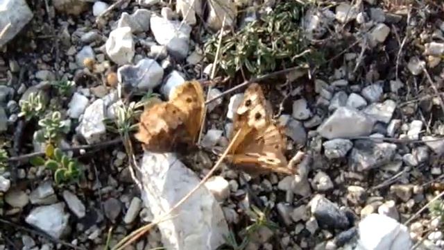 MOV09201 смотреть онлайн