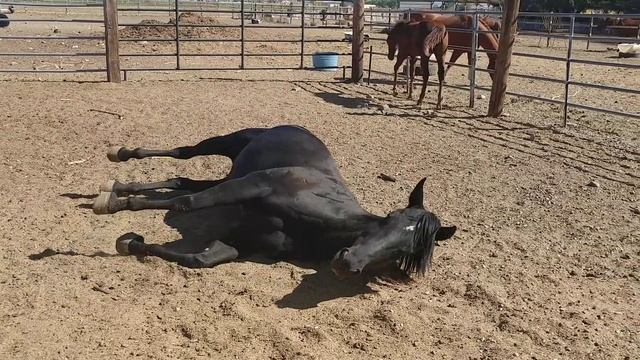 Horse with colic. Common behavior смотреть онлайн