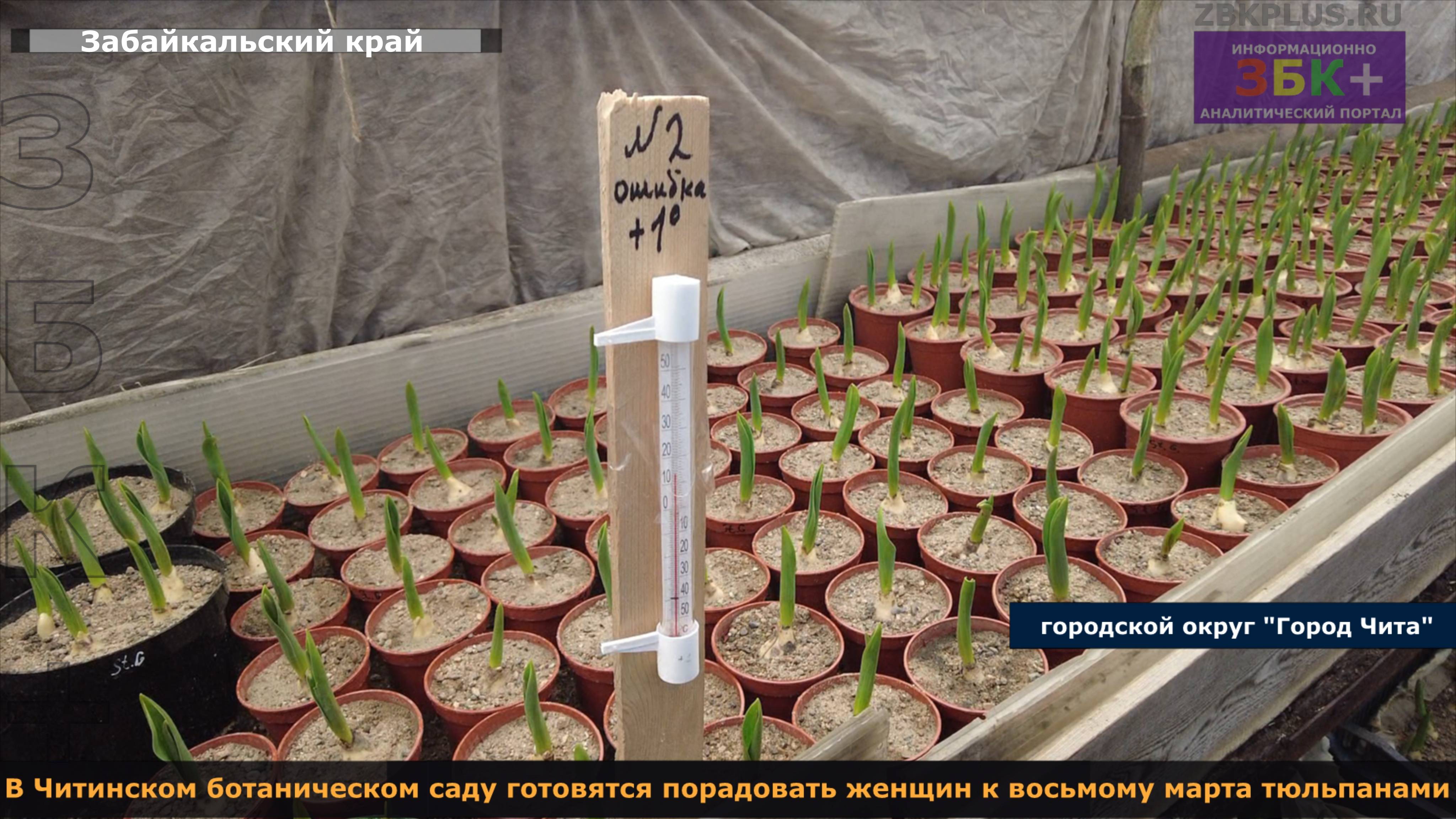 ЗБК + В Читинском ботаническом саду готовятся порадовать женщин к восьмому марта тюльпанами смотреть онлайн