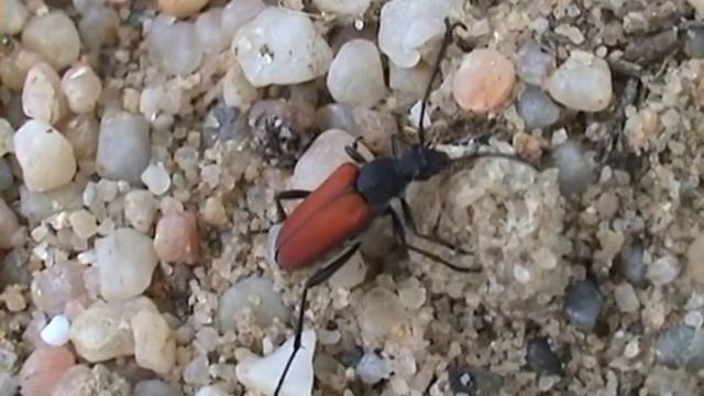 Anastrangalia dubia dubia tesařík смотреть онлайн