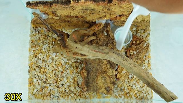 Group breeding of Assassin bug,Ecological feeding box for Assassin bug,Stink bug polyculture 猎蝽生态饲养 смотреть онлайн