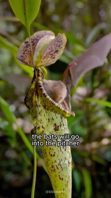 Pitcher Plants and Bat смотреть онлайн
