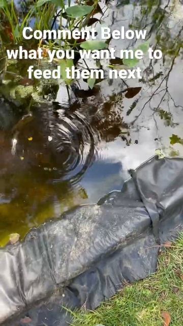 Feeding my pet bluegills tortillas #shorts смотреть онлайн