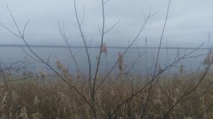 Лето. Река. Камыш. Звуки природы. Птицы поют ...