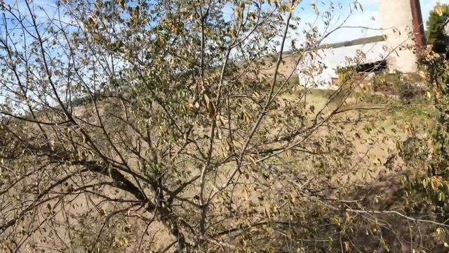 Harvest 2021 Chasing - Far Away Views - CASE IH Axial-Flow® 2388 - Massy Ferguson Graveyard? - Bean