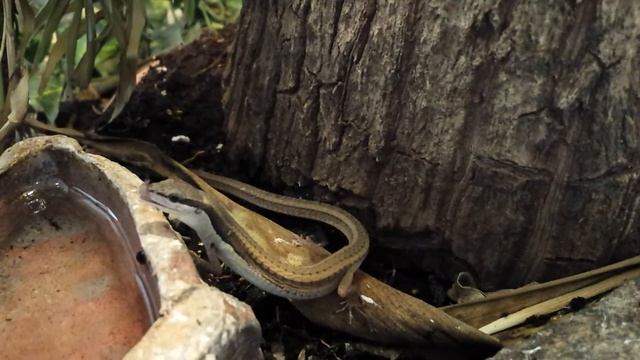 Langstaarthagedis.mp4 смотреть онлайн