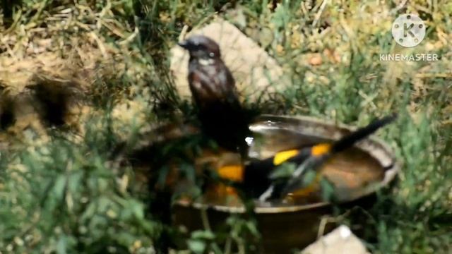 Calandria, Hermosa Ave #aves #naturaleza #naturelovers смотреть онлайн