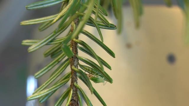 Häutung einer Grünen Tannenhoniglaus (Cinara pectinatae) смотреть онлайн