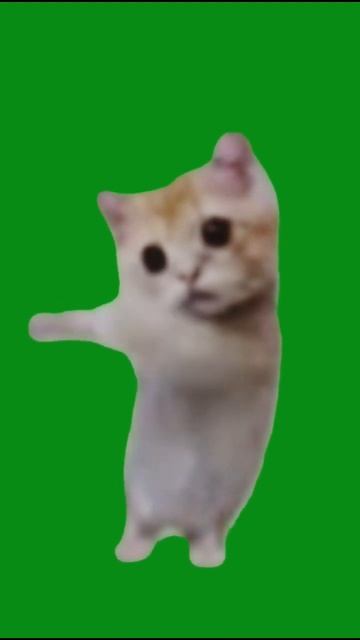 el gato (если нужно возьмите) #тренд #рекомендации #memes #2024 #funny #shorts #elgato #врек #новый смотреть онлайн