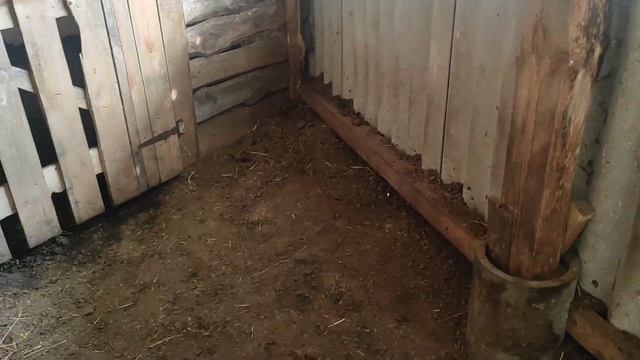 Новогоднее украшение-угощение😊, наводим красоту🐴, обработали животных 🤗,. смотреть онлайн