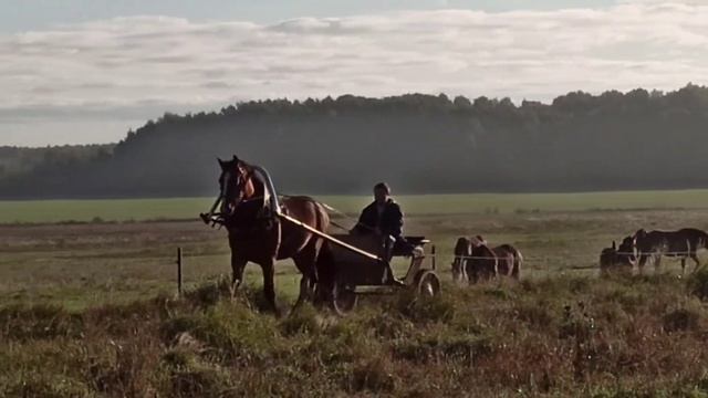 Утренний моцион двухлетнего Владимирского жеребчика Бригадира смотреть онлайн