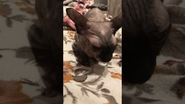 Женщина не в настроении!))) смотреть онлайн