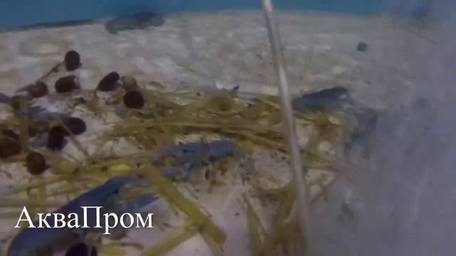 AquProm : Австралийский рак