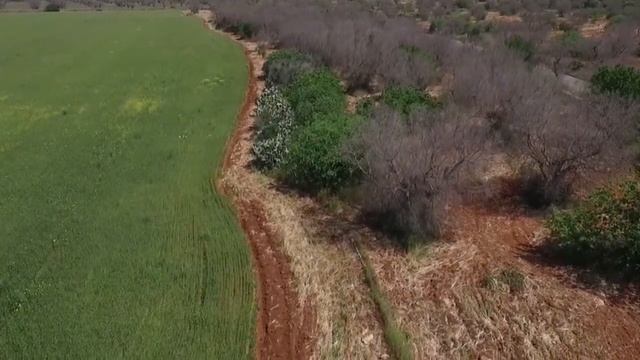 Agrimagnews | Combattere il vettore della Xylella con gli insetti predatori. смотреть онлайн