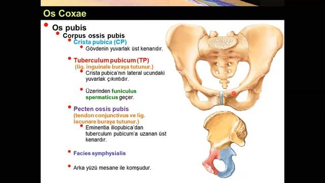 Os Coxae Yüksel AYDAR смотреть онлайн