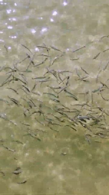 Free living fishes at the beach in Corralejo Fuerteventura #shorts смотреть онлайн