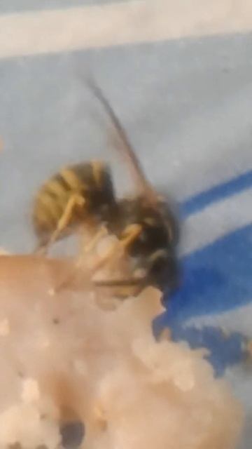 оса и ветчина смотреть онлайн