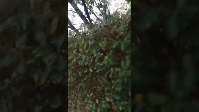 Слежу за друзьями 24 часа (ПОДРАЛИСЬ) 😱😱 смотреть онлайн