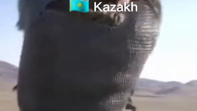 korean VS kazakh смотреть онлайн