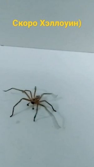 Скоро Хэллоуин Паучок бежит готовиться к празднику)