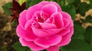 30 мая 2021 - прогулка по саду и огороду в Сибири - Цветут яблони, маки, флоксы, тюльпаны