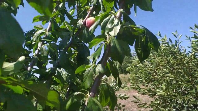 сорт диплоїдної сливи Прайм Тайм. смотреть онлайн