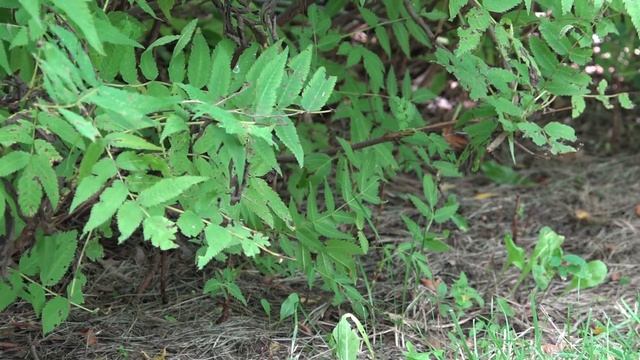 FUNNY Chipmunk eats my burger / БУРУНДУК УРВАЛ МОЙ БУТИК / NEW video Toronto ZOO by SanSanychTV смотреть онлайн