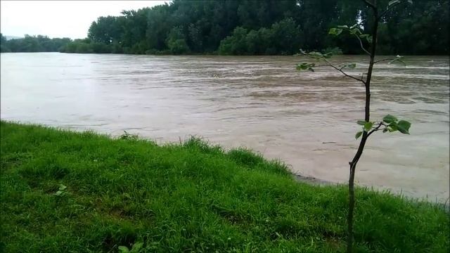 Velika Morava, Ćuprija 17.06.2023. 11:00h
