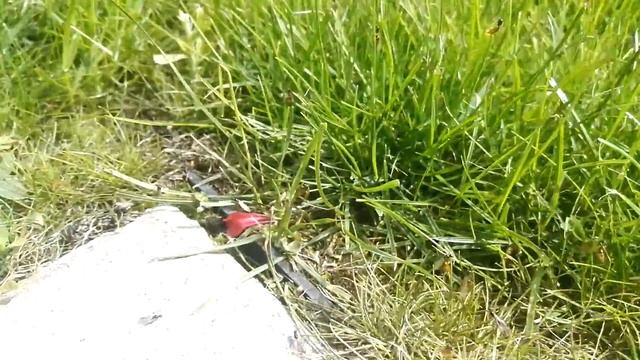 Rójka Solenopsis fugax смотреть онлайн