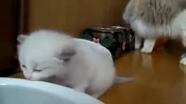 Крошка котенок пьет воду смотреть онлайн