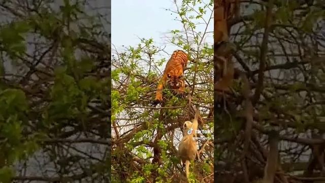 Тигр и обезьяна. Я не вкусная смотреть онлайн