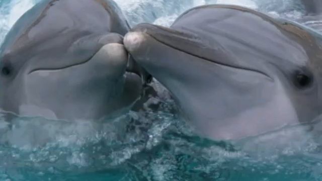 ASMR Целительные звуки с дельфинами. смотреть онлайн