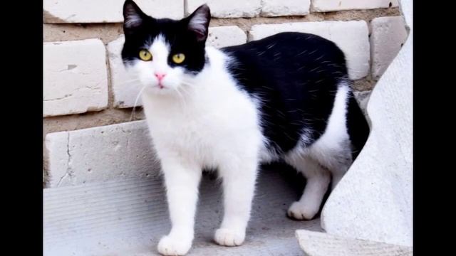 Грустный секрет нашего канала. 😿💦🥺 Барсик рассказывает о том, как Вера-Одноглазка.... смотреть онлайн