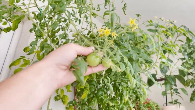 Огород на балконе: что растет в середине сентября