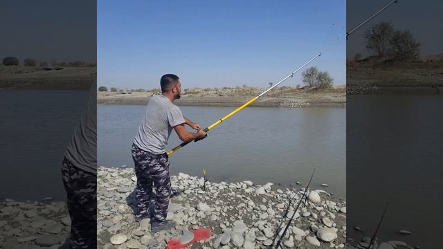 балик ови, сазан,# carp fishing смотреть онлайн