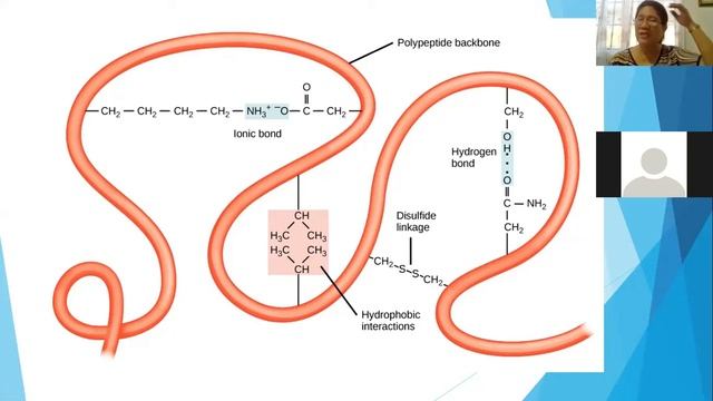 Protein Structure by Prof. Levitah C. Mapatac смотреть онлайн