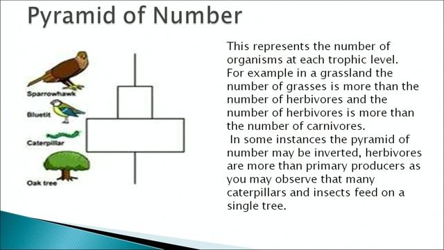 Lesson 5 Ecosystem