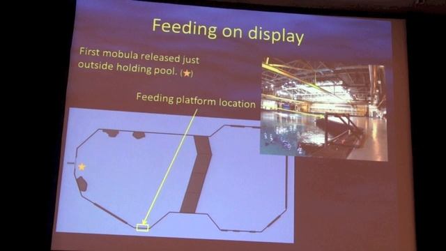 Meeting the unique challenges of caring for Mobula sp. Обсуждение проблем ухода за скатом - мантой C