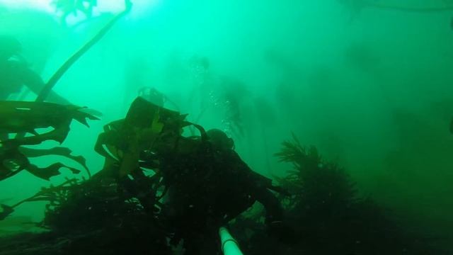 Shark Alley смотреть онлайн