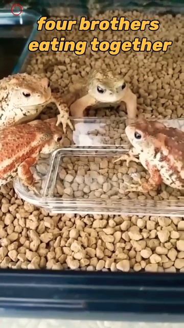 four brothers eating together 🤣😅 #shorts #ytshorts #vlog смотреть онлайн