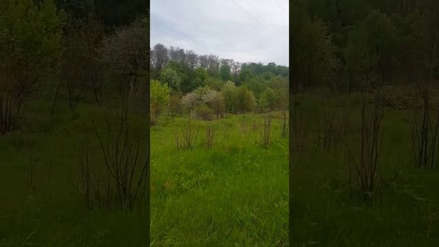 Виход на ловлю чечевіц та канарейочного вюрка а попалися...... смотреть онлайн