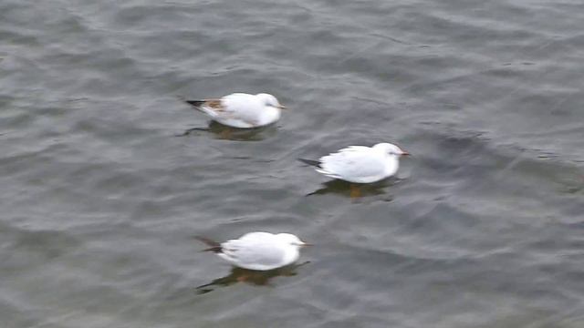 Racek chechtavý - The black-headed gull (Chroicocephalus ridibundus) смотреть онлайн