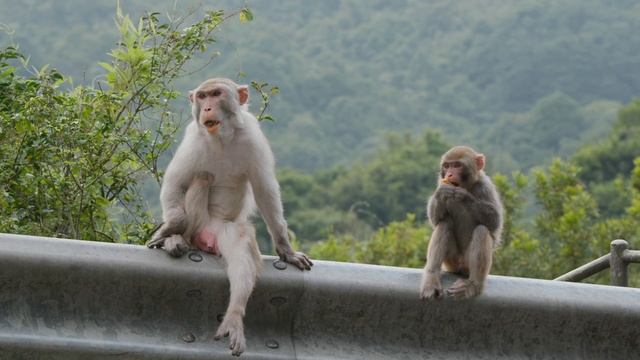 6010101_Animal_Guardrail_1280x720