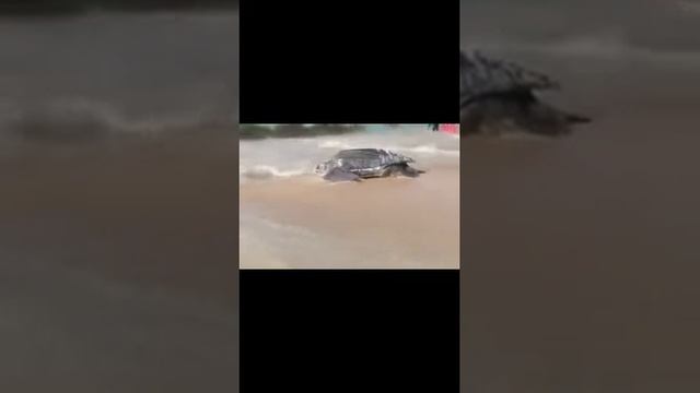 #It's a GAINT sea turtle Weight: 3 tons
Age: 500 years old. смотреть онлайн