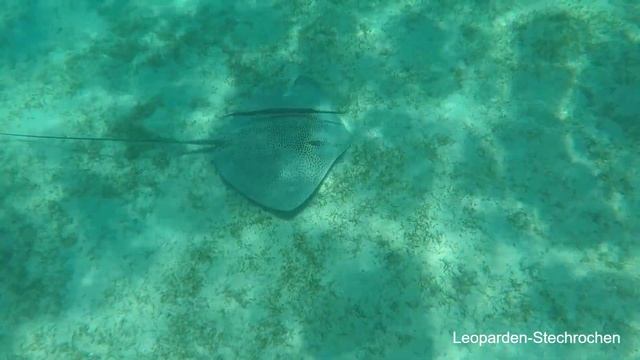 Schnorcheln Marsa Mubarak | Iberotel Costa Mares