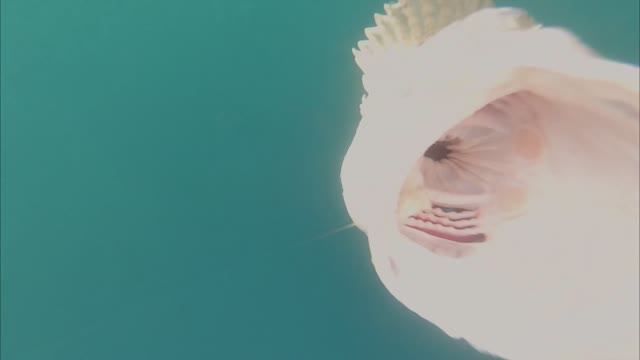 А у вас клюёт.